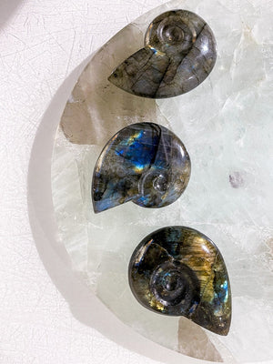 labradorite shell